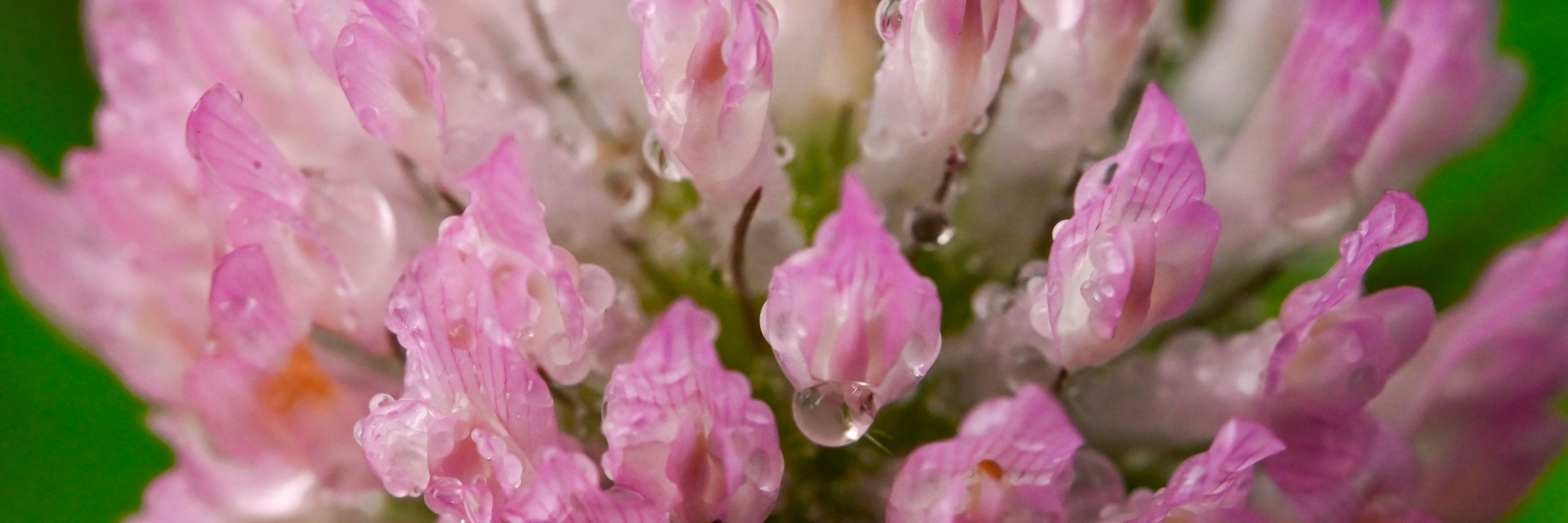 Close-up of a dew-covered pink clover bloom
